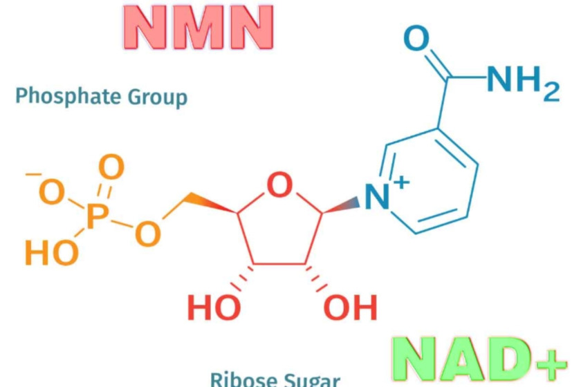 hoạt chất NMN Nhật Bản Hoạt chất NMN Nhật Bản